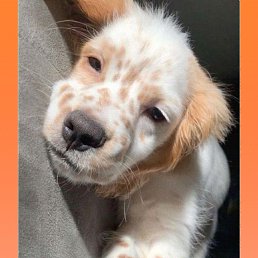 ����, 49 ���, ��������