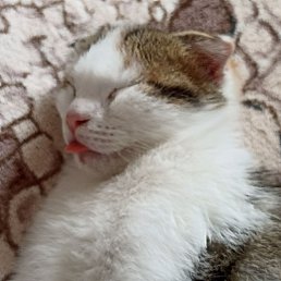 ���� ����, ������-��-����, 48 ��� - ��������� 27 ������ 2024