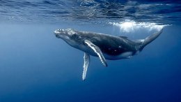 �������� ���