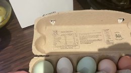 Chicken Coop UK - Pets Imperial Chicken Coop - Happy with the eggs