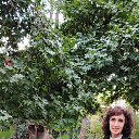  , , 58  -  29  2025   ,  2025