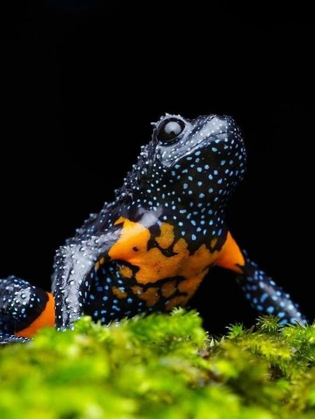 :)  -    ,        . ... - 3