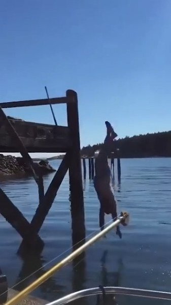 ��� �����-�� �������. � ���� � ����