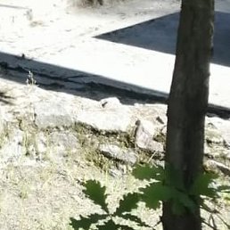 �����, �����-���������, 52 ����