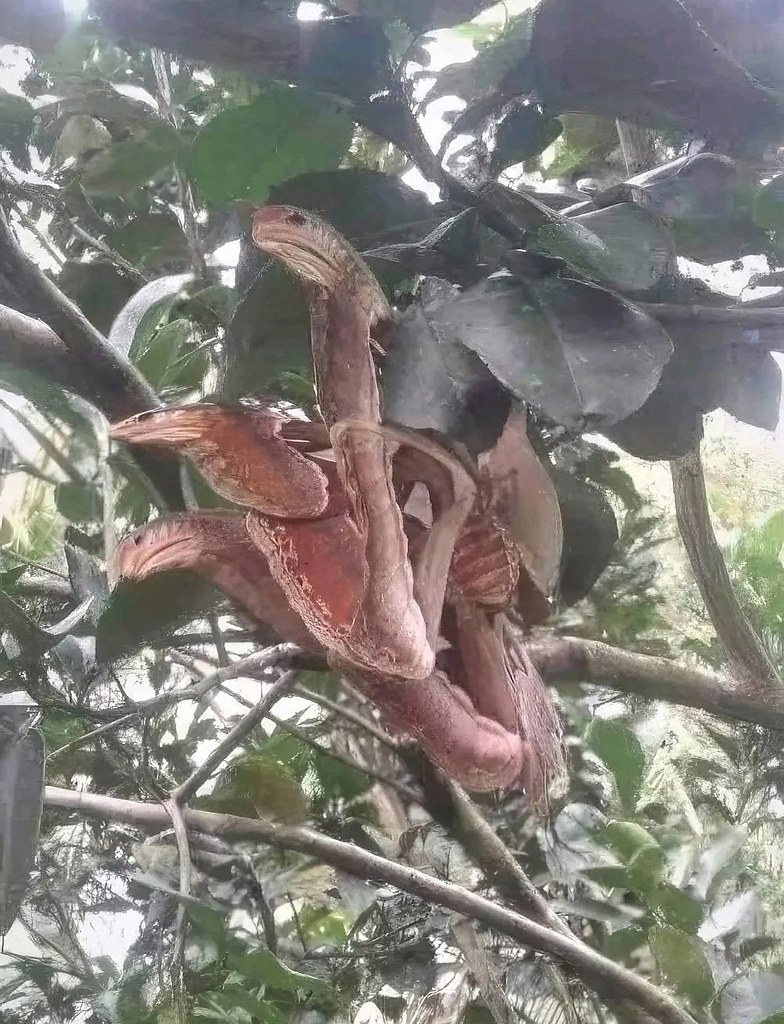 Attacus Atlas    ,     ,   ...