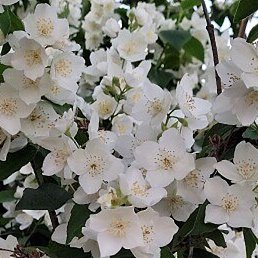 ))U((, ������-��-����, 32 ����