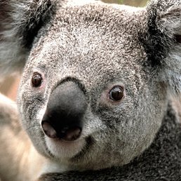 �����, ������, 40 ���