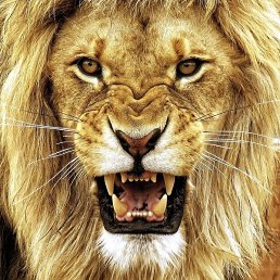 ���� Leo, ������, 59 ��� - ��������� 15 ������ 2024