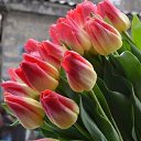  Gulnara,  -  10  2025    