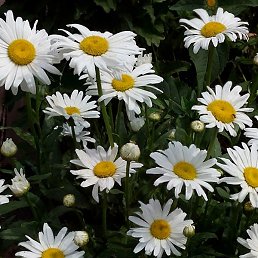 ���������, ������, 54 ����