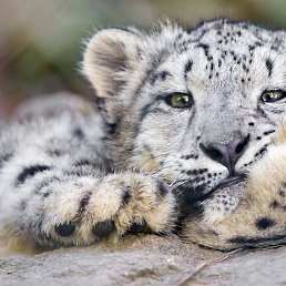 �������, ������, 73 ����