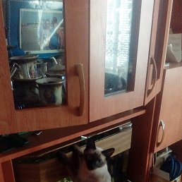 �����, ������, 44 ����