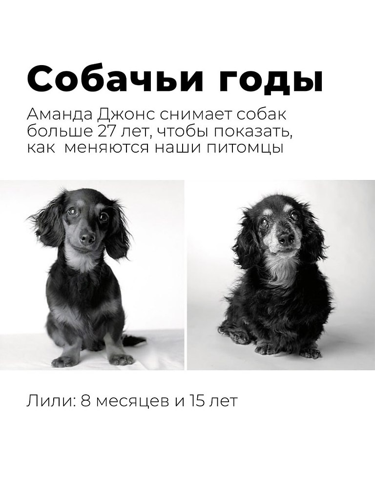 «Собачьи годы» — проект фотографа Аманды Джонс. Она снимает собак больше 27 лет, чтобы показать, как ...