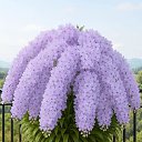 ���� ������, ������������ - ��������� 17 ������� 2025 � ������ ������ ��������