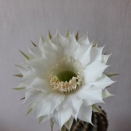 ����, ������, 33 ����