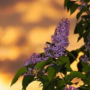 ���� ����, ������ - ��������� 5 ��� 2026 � ������ ������ ��������