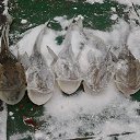 ���� �������, ��������, 55 ��� - ��������� 30 ������ 2026