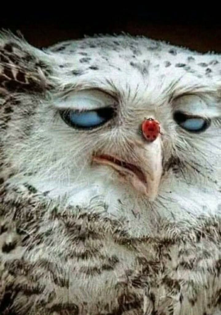      .       12  20  21.    ...