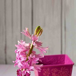 �����, �����-���������, 32 ����