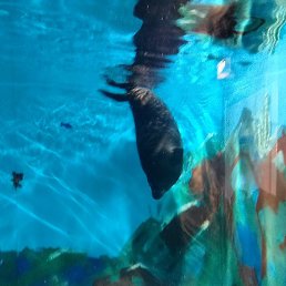 �����, ������, 41 ���