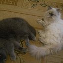 ���� �������, ������� ��������, 40 ��� - ��������� 3 ������� 2026 � ������ ����, ����, �������, �������� � ��� � ����