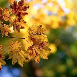 G-a, ������, 64 ����