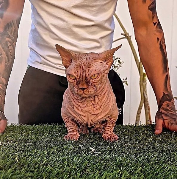       -     Bully Cat.   ... - 3