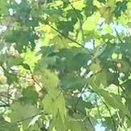 �����, ������, 52 ����