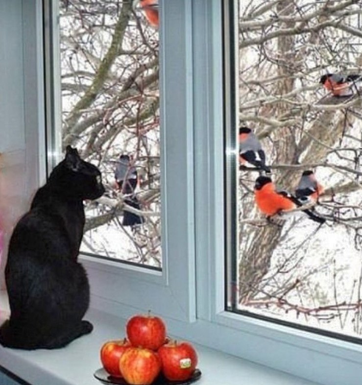 караоке за окошком снегири