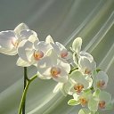 ���� ����, �������, 44 ���� - ��������� 7 ������ 2026