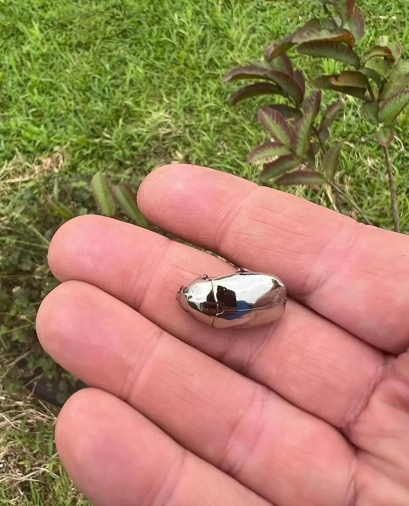  Chrysina limbata -  ,   .       ...