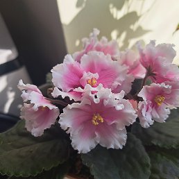 �, ������