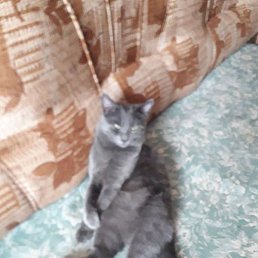 ���������, ��������, 51 ���