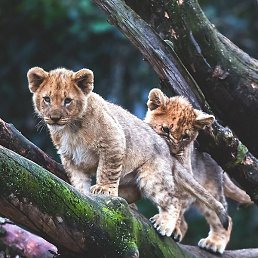 ����, ������, 38 ���