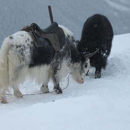 ��������, ����, 66 ���