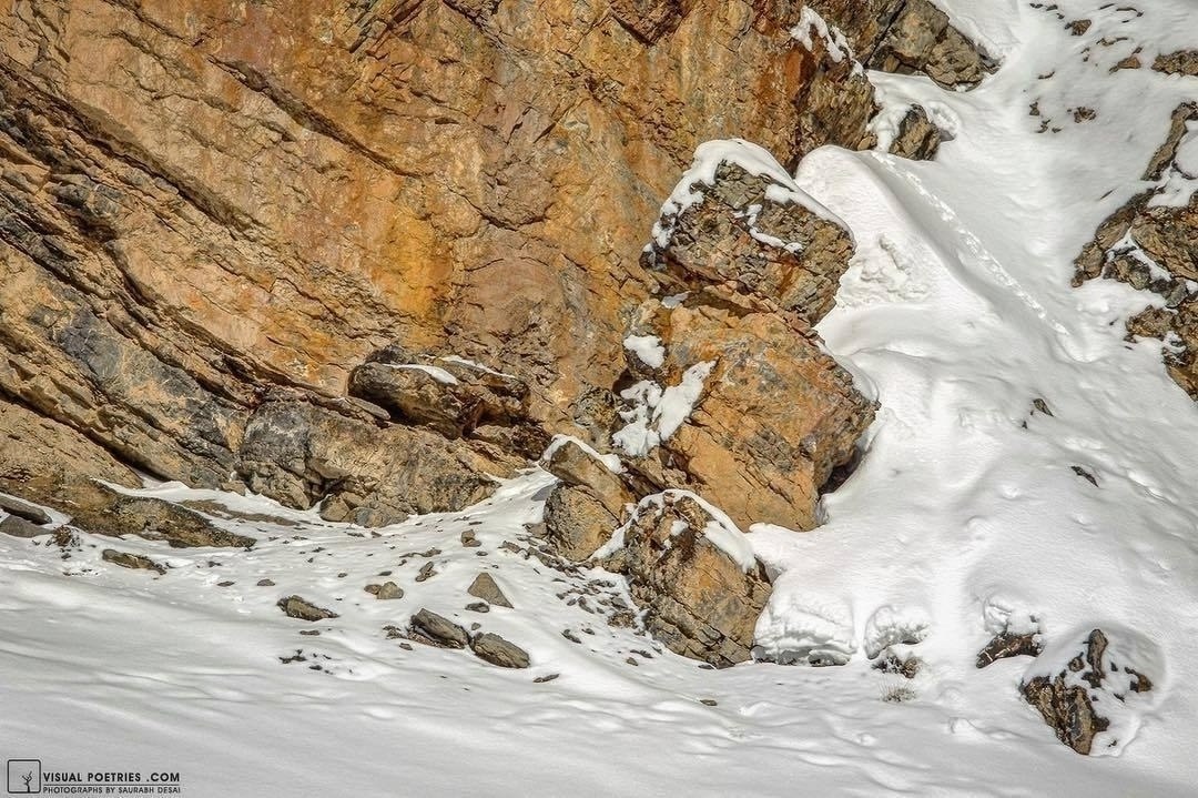 Найди всех барсов - 2