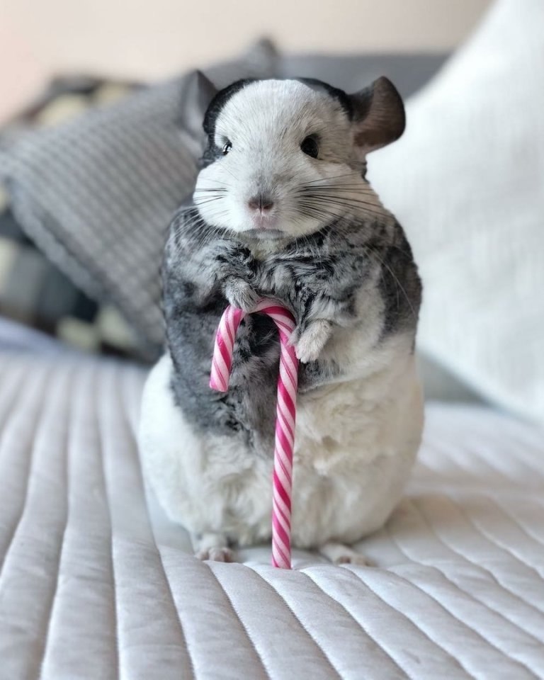  coa    ac, a   oo, o  x y a! - 6