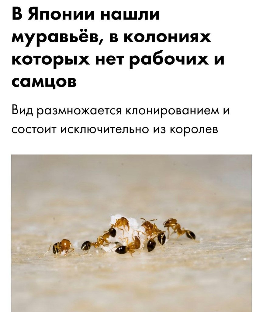 ������������� ������� ��� Temnothorax kinomurai, ������� �������� ��������� ������� �� ����� � ��� ... - 3