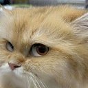 ���� ������, ����, 76 ��� - ��������� 24 ����� 2025 � ������ ���� ����������