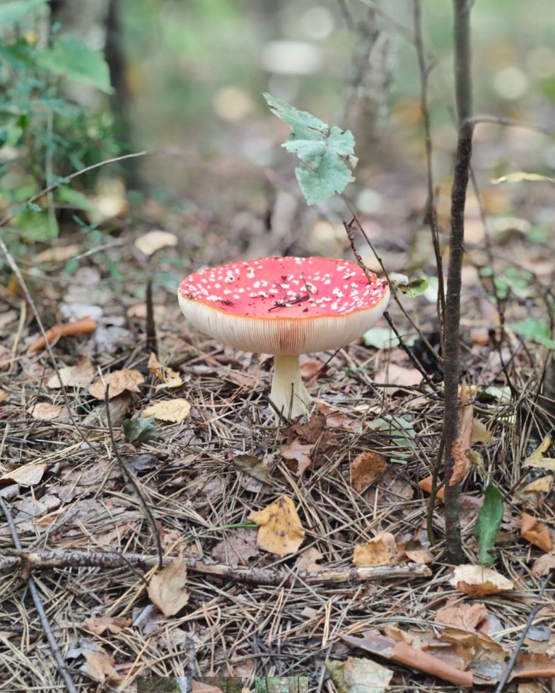 Ирина - 7 сентября 2025 в 18:46 - 3