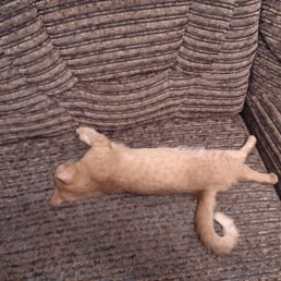 ������, ������ ��������, 60 ���