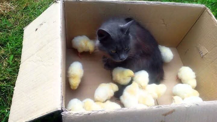 :) Я вас жду, мои котятки.Маня осторожно приподнялась, стараясь не стряхнуть с себя малышей, и ...