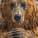 ���� �������, ���������, 33 ���� - ��������� 11 ����� 2024