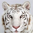 ���� �����, ������, 27 ��� - ��������� 12 ������ 2024