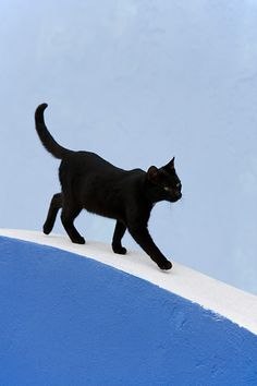 Мне сегодня чёрная кошка дорогу перебежала, а потом-обратно. Она отменила своё решение или удвоила ...