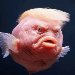 �����, ����, 37 ���