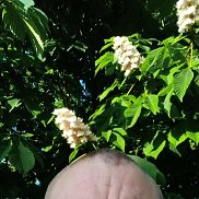 , 50 , 