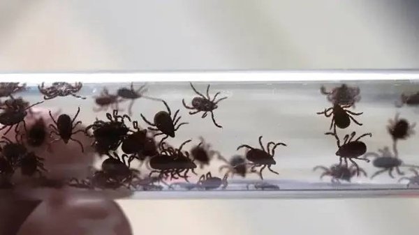Уже почти 500 пострадавших в крае от клещей. В Красноярском крае резко выросла активность клещей — ...