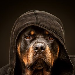 �������, �����������, 42 ����