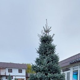 �����, ������, 65 ���